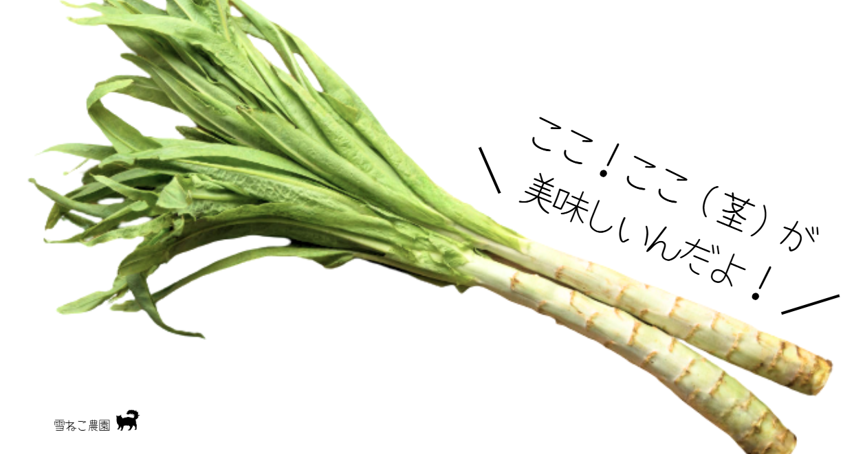 珍しい野菜 根セロリ