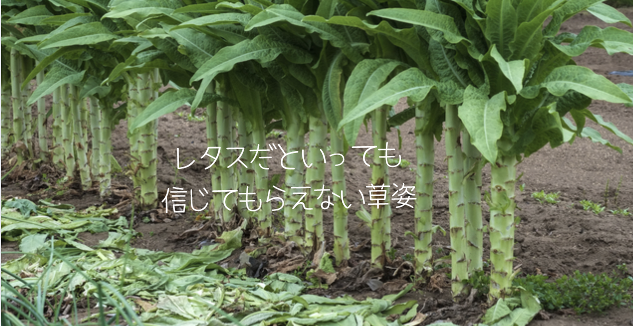 珍しい野菜 根セロリ