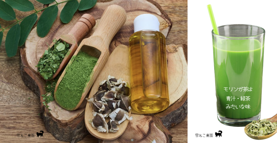 珍しい野菜 モリンガ