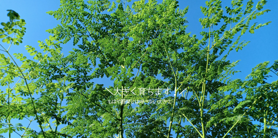 珍しい野菜 モリンガ