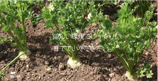 珍しい野菜 セロリアック