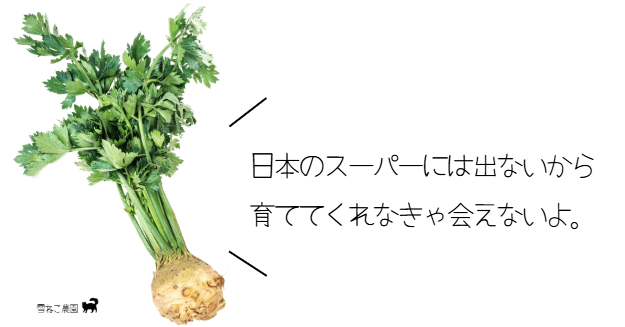 珍しい野菜 セロリアック